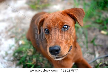 Thai Young Happy Dog