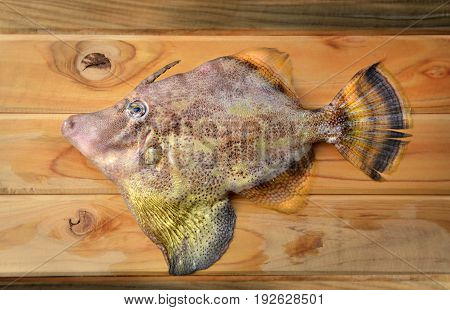Fresh Monacanthidae Fish