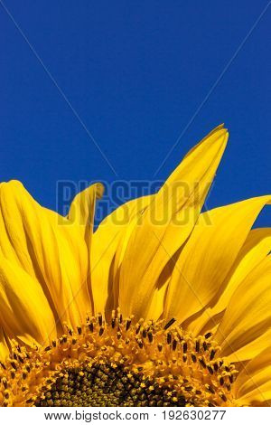 The top petals of a vibrant yellow sunflower bloom against a clear blue sky background.
