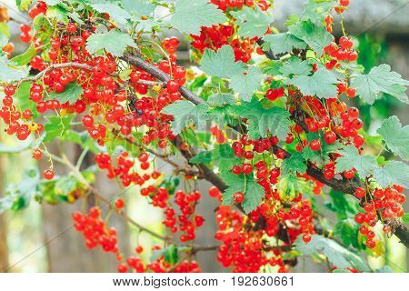 bush of red currant in a garden.