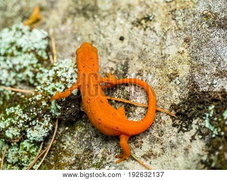 eastern red spotted newt walking along a rock - salamander