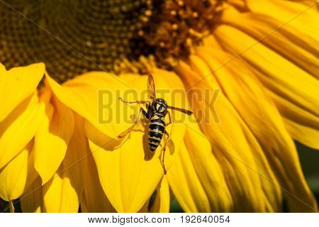 A yellow and black bee know as a yellow-jacket rests on a bright yellow petal of a sunflower bloom.
