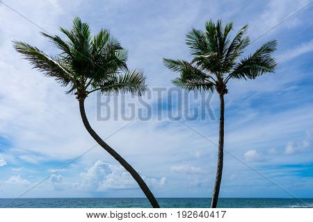 two palm trees blowing in the wind on a tropical beach one hot summer morning