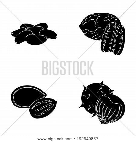 Pecan, pine nut, pumpkin seeds, chestnut.Different kinds of nuts set collection icons in black style vector symbol stock illustration .