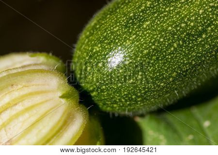 A close up of a young zucchini plant with the bloom still attached at the end in the sunshine.