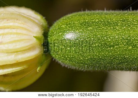 A close up of a young zucchini plant with the bloom still attached at the end in the sunshine.