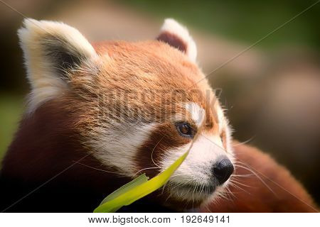 Red Panda. Soft feel nature image of gentle lovable animal with copy space. Red panda (Ailurus fulgens) face in close up behind bamboo shoots.