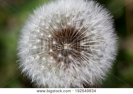 Small brown seeds attached to the inside of a dandelion stem with the fuzzy puffs surrounding them.