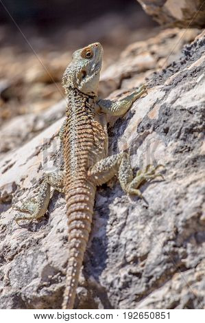 Sling-tailed Agama Climbing On A Rock