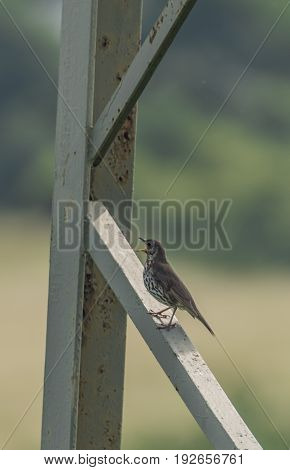 Thrush bird on electric railway metal post