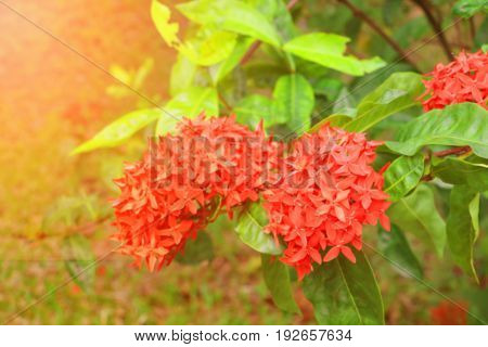 blur Ixora spike flower red with in nature with light sunset ( Common Name Ixora coccinea Rubiaceae)