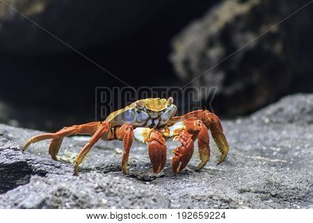 Galapagos red crab standing on rock alert