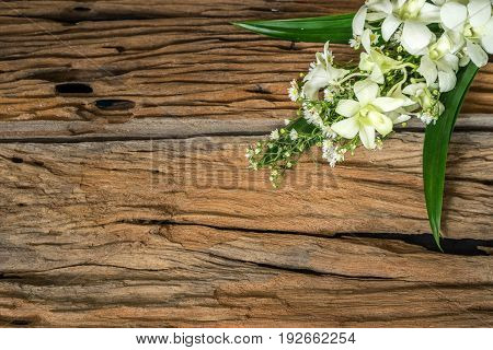 white orchid flower on old wood vintage background