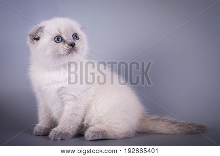 Scottish Fold Small Cute Kitten Blue Colorpoint White