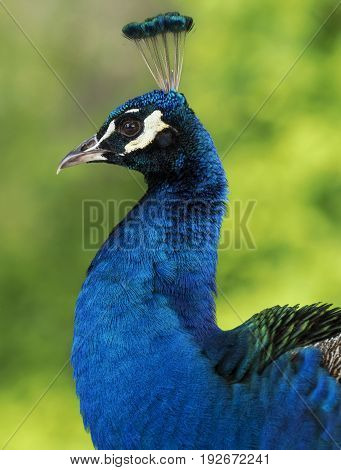 Common peacock species of galliform bird of the family Phasianidae