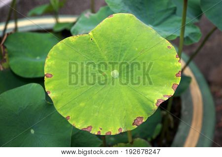 Closeup of green leaf lotus in flowerpot