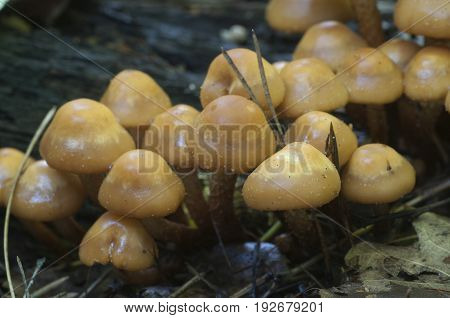 Sheathed woodtuft on an old stump close up