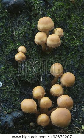 Sheathed woodtuft on an old stump close up