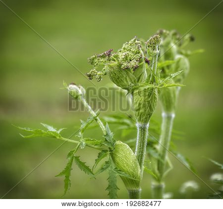 Unopened blossoms of the salad burnet (Pimpinella saxifraga)