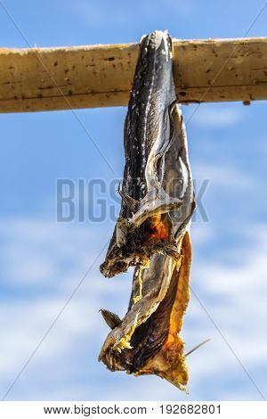 Dried Codfish Svolvaer Lofoten Norway.