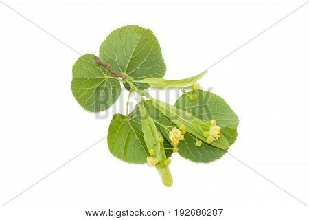 Small twig of the linden with leaves and flowers on a light background