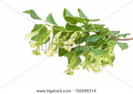 Branch of the flowering linden with leaves flowers and buds on a light background