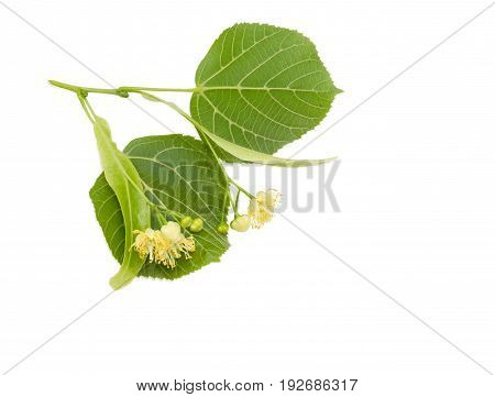 Two inflorescence with two leaves of the linden on the twig closeup on a light background