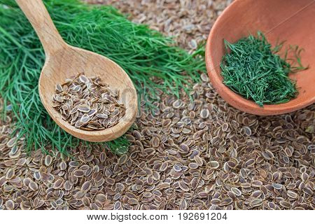 Seeds of dill and fresh green dillweed  in wooden spoons. Fennel