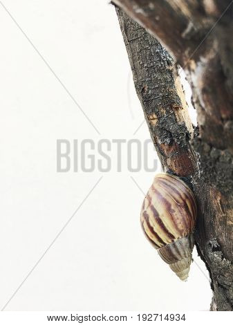 The Snail Walk On The Tree Over White Background.