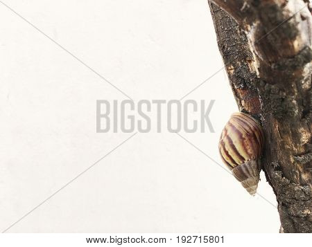 The Snail Walk On The Tree Over White Background.
