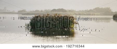 Migratory birds resting on Agamon Lake. Israel