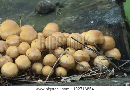 Sheathed woodtuft on an old stump close up