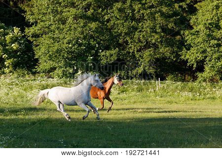 Horses Running In Spring Pasture Meadow