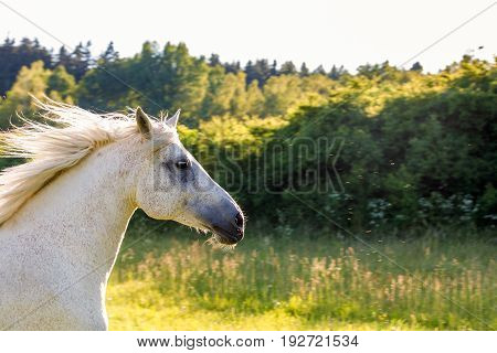 White Horse Running In Spring Pasture Meadow