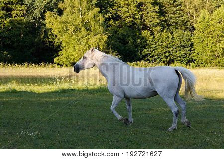 White Horse Running In Spring Pasture Meadow