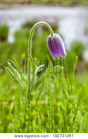Pasque flower near a pond in spring