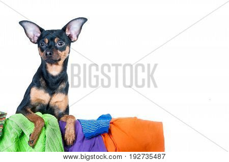 Dog, Puppy, Toy Terrier Made A Mess Of The Clothes. On A White Background
