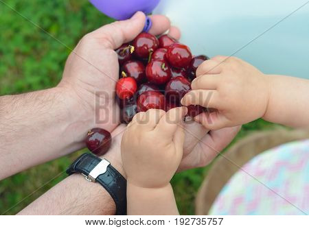 Red cherries in hand of the man and hands of child