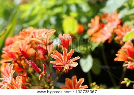 Close up of an lewisia plant with orange flowers