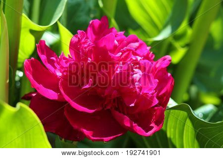 Close up of a Pink peony flower in full bloom