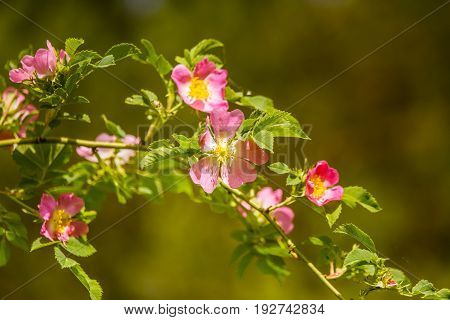 Beautiful Wild Rose Bush Blooming In A Meadow In Summer