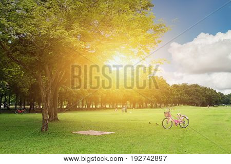 Clean Green Park Grass And Tree With Blue Sky In The Morning With Bike.