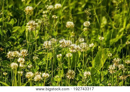 Beautiful White Clover Flowers In A Meadow In Summer