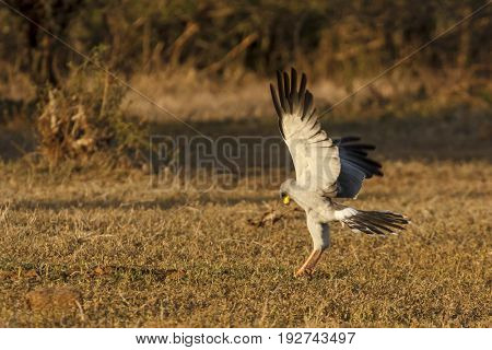 Eastern Pale Chanting Goshawk