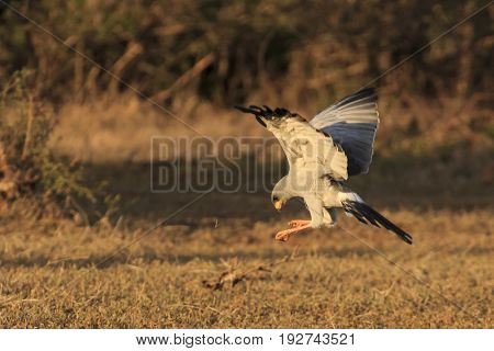 Eastern Pale Chanting Goshawk