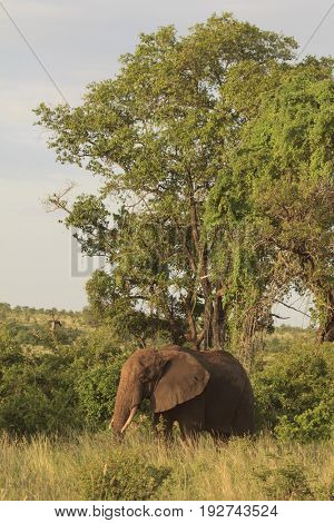 African Elephant