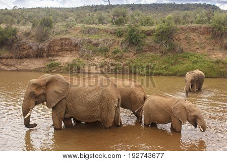 African Elephants drinking
