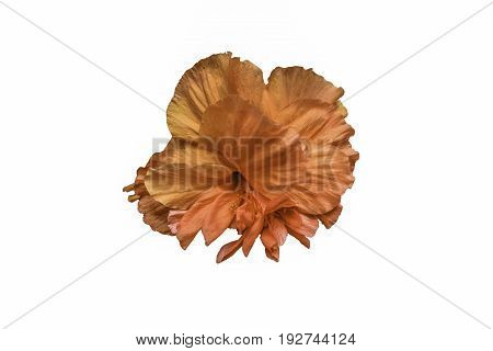 orange flower it isolated whrite background nature