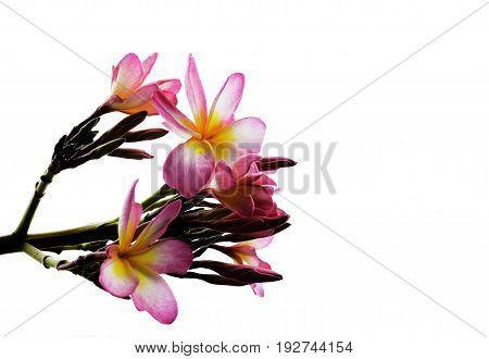 pink petal flower isolated whrite background nature