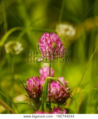 A Beautiful, Vibrant Red Clover Flower In A Meadow. Sunny Summer Day.